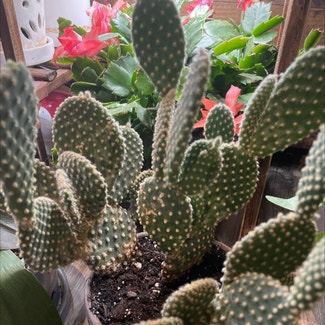 Bunny Ears Cactus plant in Shellsburg, Iowa