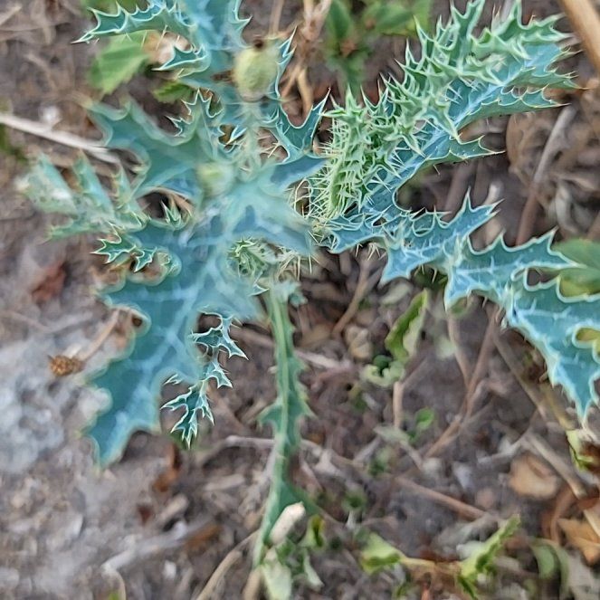 Photo of the plant species Bermuda Thistle by @GentlemanNeem named Elina on Greg, the plant care app