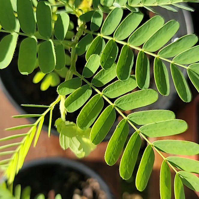 Tamarind uploaded to the Greg plant app by @GentlemanNeem