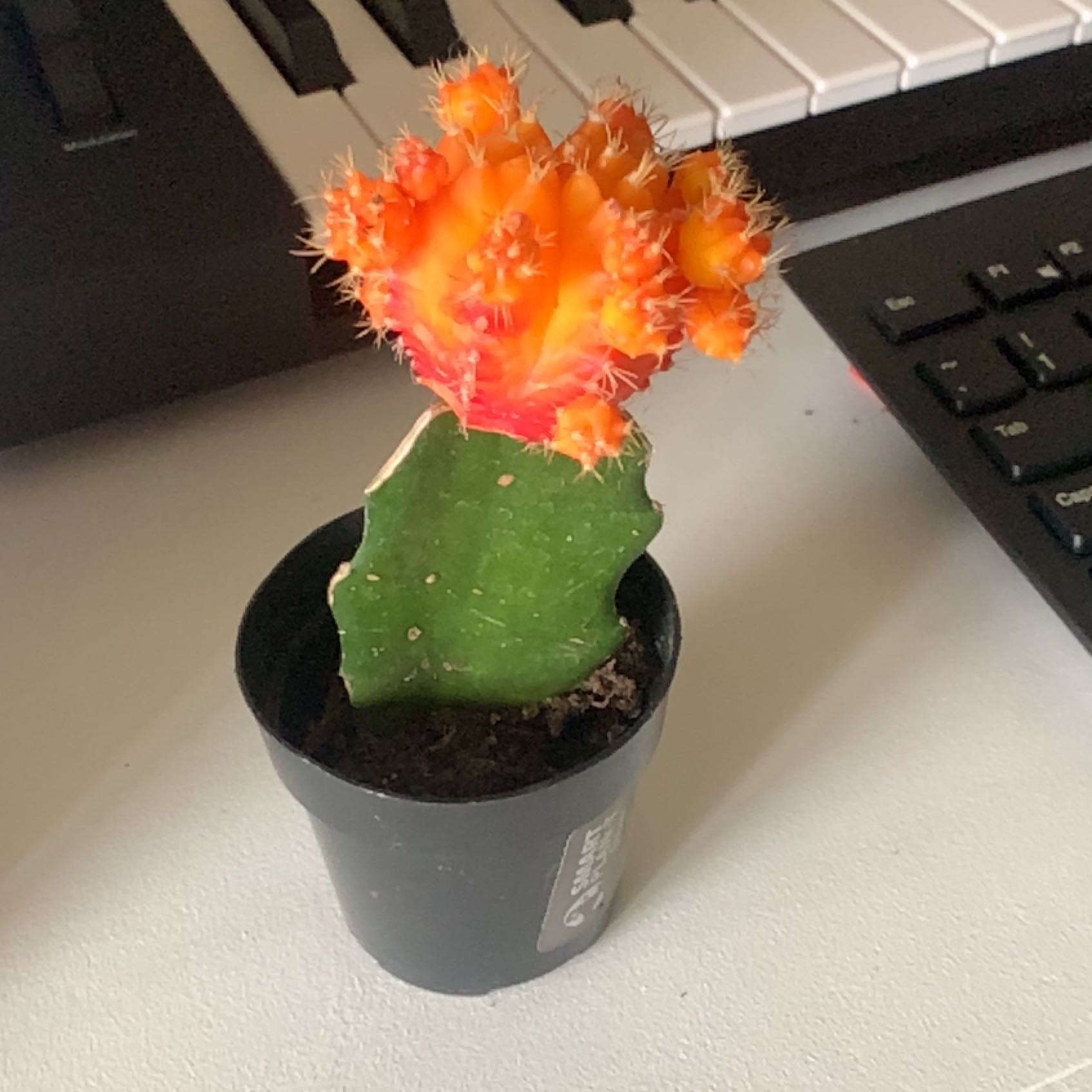 Moon Cactus (Gymnocalycium mihanovichii) in a small black pot with a vibrant top, indoors near a keyboard.
