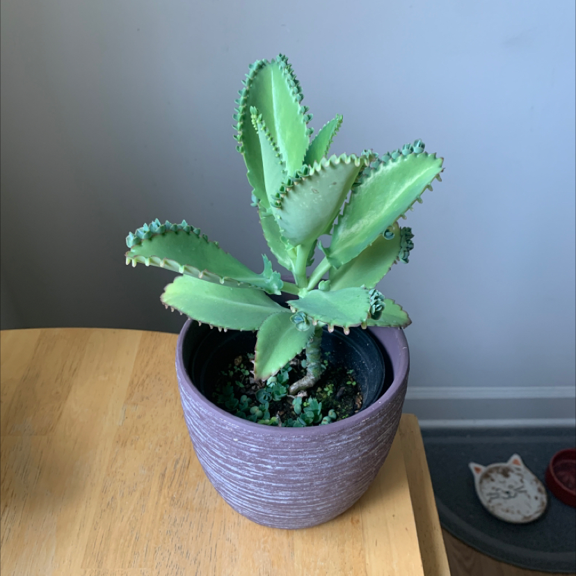 Healthy Mother of Thousands plant with green serrated leaves in a purple ceramic pot, centered and in focus.