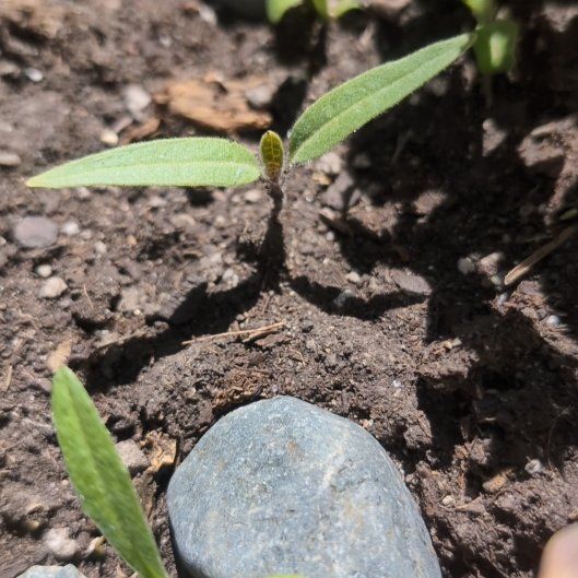 Photo of the plant species Slender Sunflower by @RefinedTule named Shakira on Greg, the plant care app