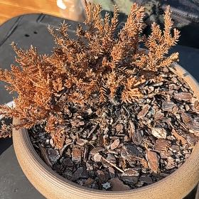 Osmo