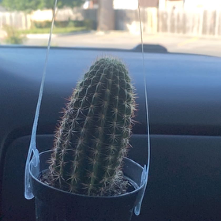 A healthy Torch Cactus in a small pot inside a vehicle.