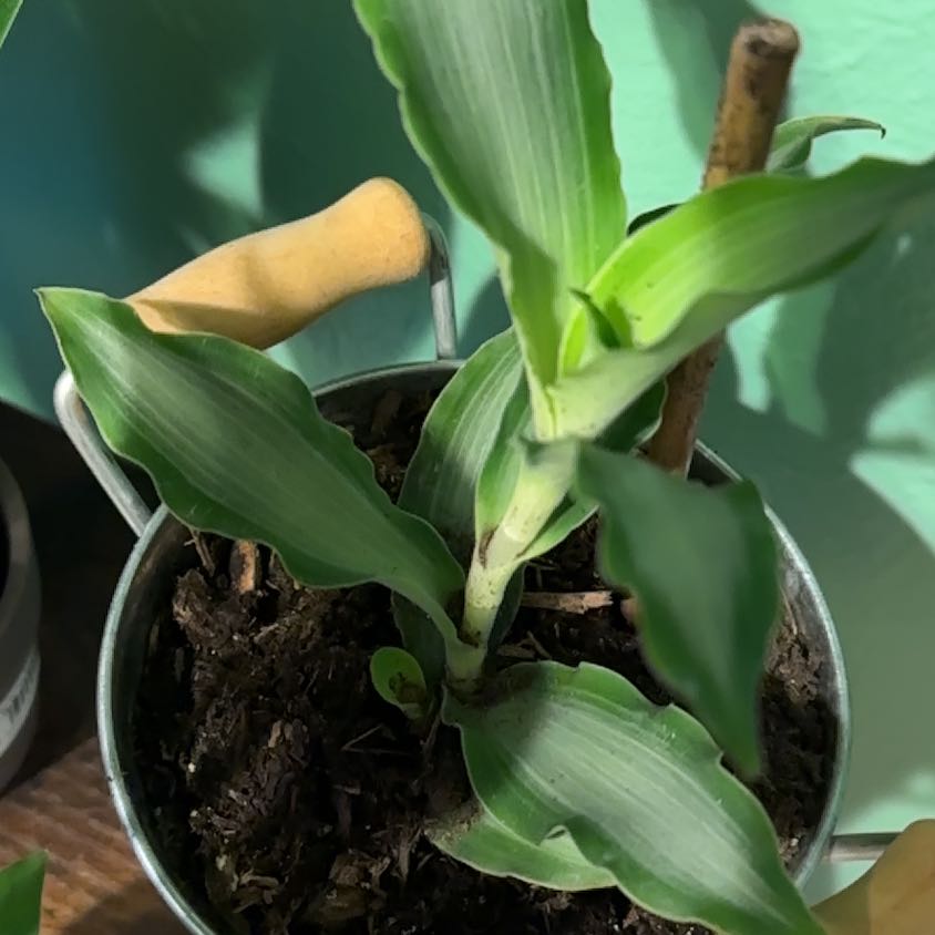 Bright Star Murdannia plant in a small metal pot with visible soil and healthy green leaves.
