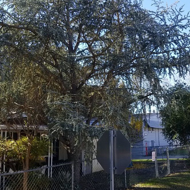 Photo of the plant species Atlas Cedar by @MaximalOcotillo named Aristotle on Greg, the plant care app