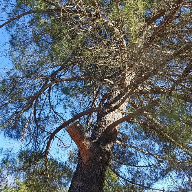 Photo of the plant species Stone Pine by @MaximalOcotillo named Captain Plant-it on Greg, the plant care app
