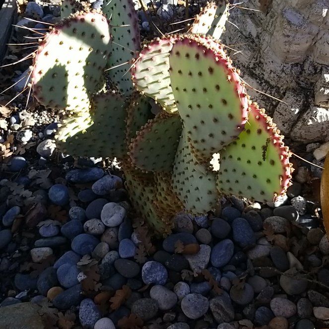 Photo of the plant species Blind Prickly Pear by @MaximalOcotillo named Keanu Leaves on Greg, the plant care app