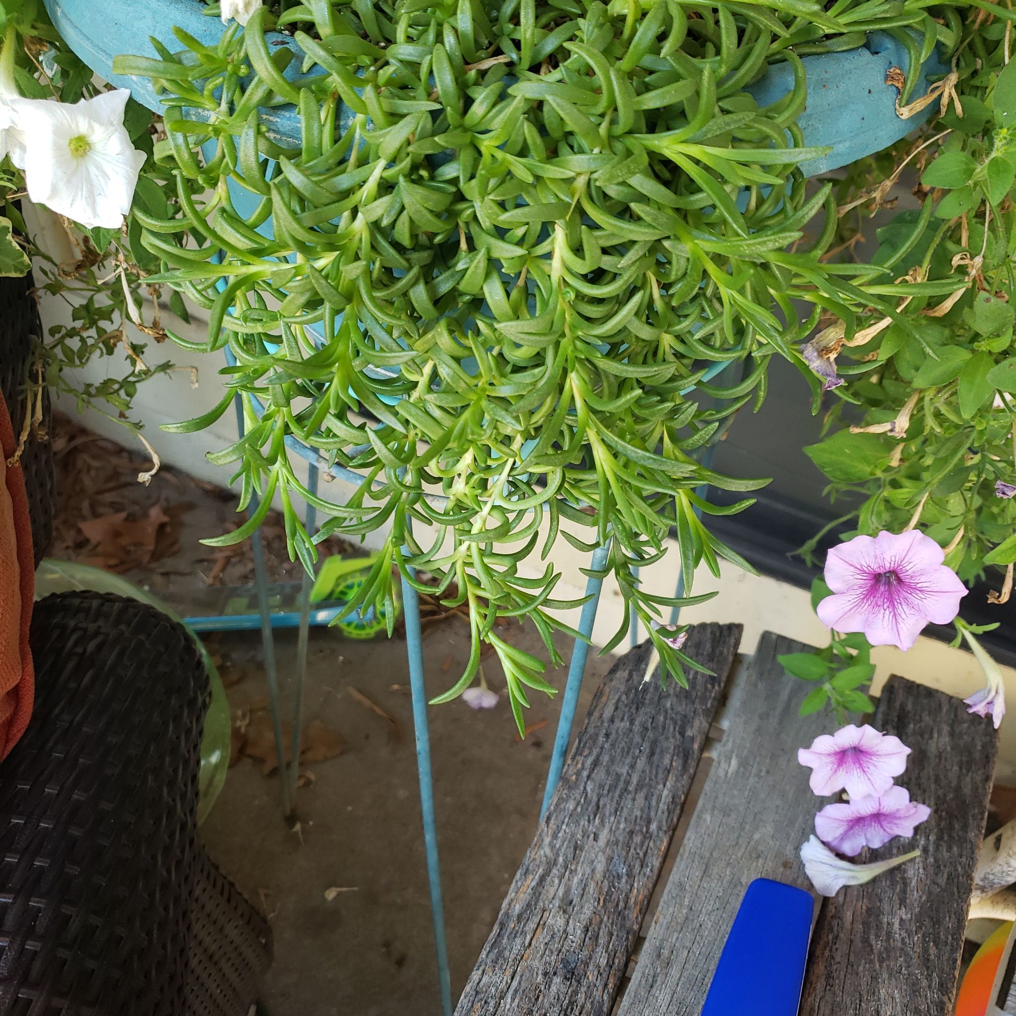 Hanging Iceplant with succulent leaves and flowers, appears healthy.