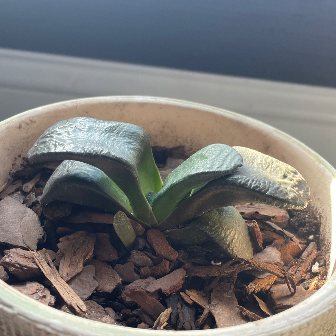 Photo of the plant species Flat-leaf Gasteria by @Willnate4food named Surya on Greg, the plant care app