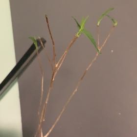 Photo of the plant species Fony Baobab by @TidyOnion named Keanu Leaves on Greg, the plant care app
