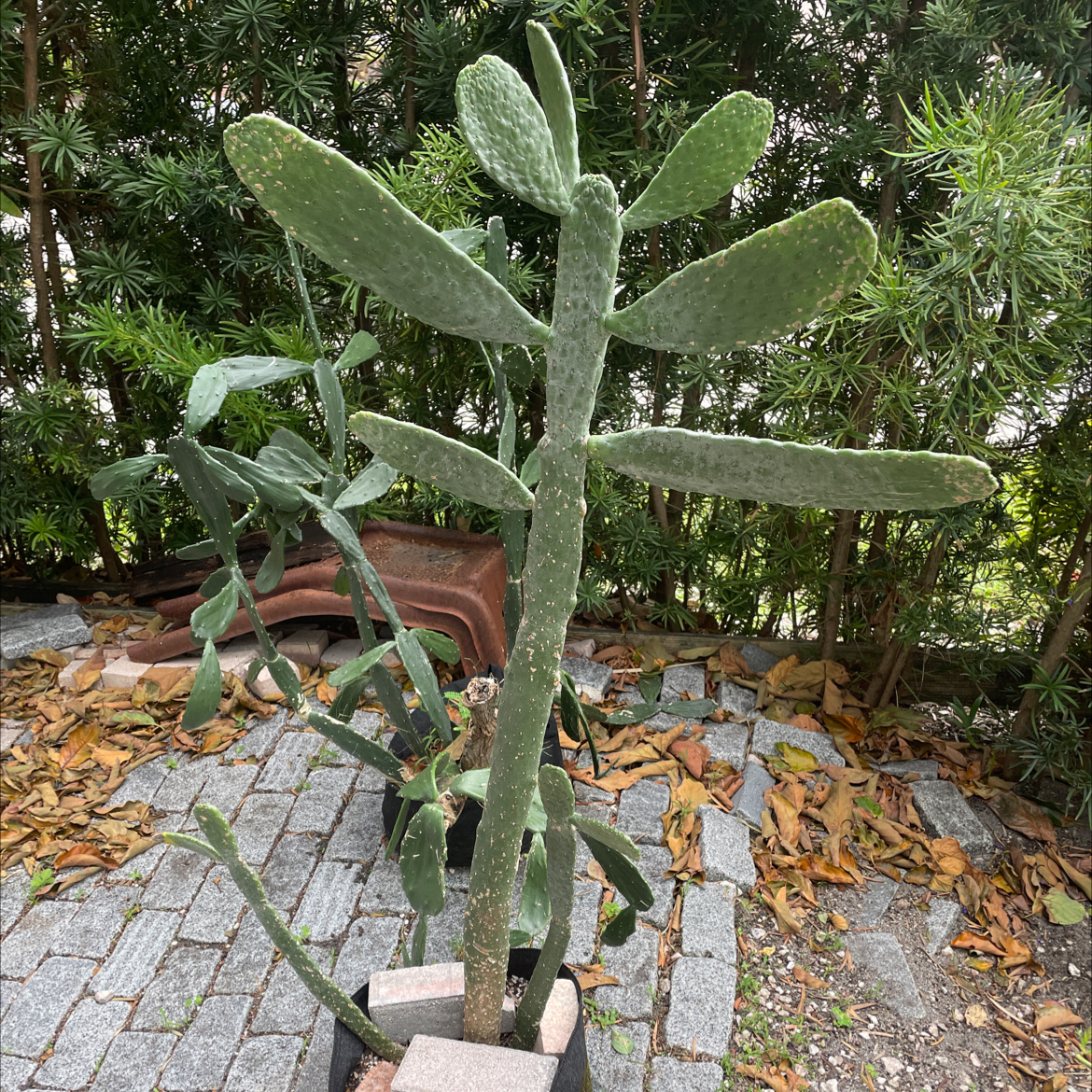 Road Kill Cactus with elongated, flat stems in an outdoor setting with fallen leaves.