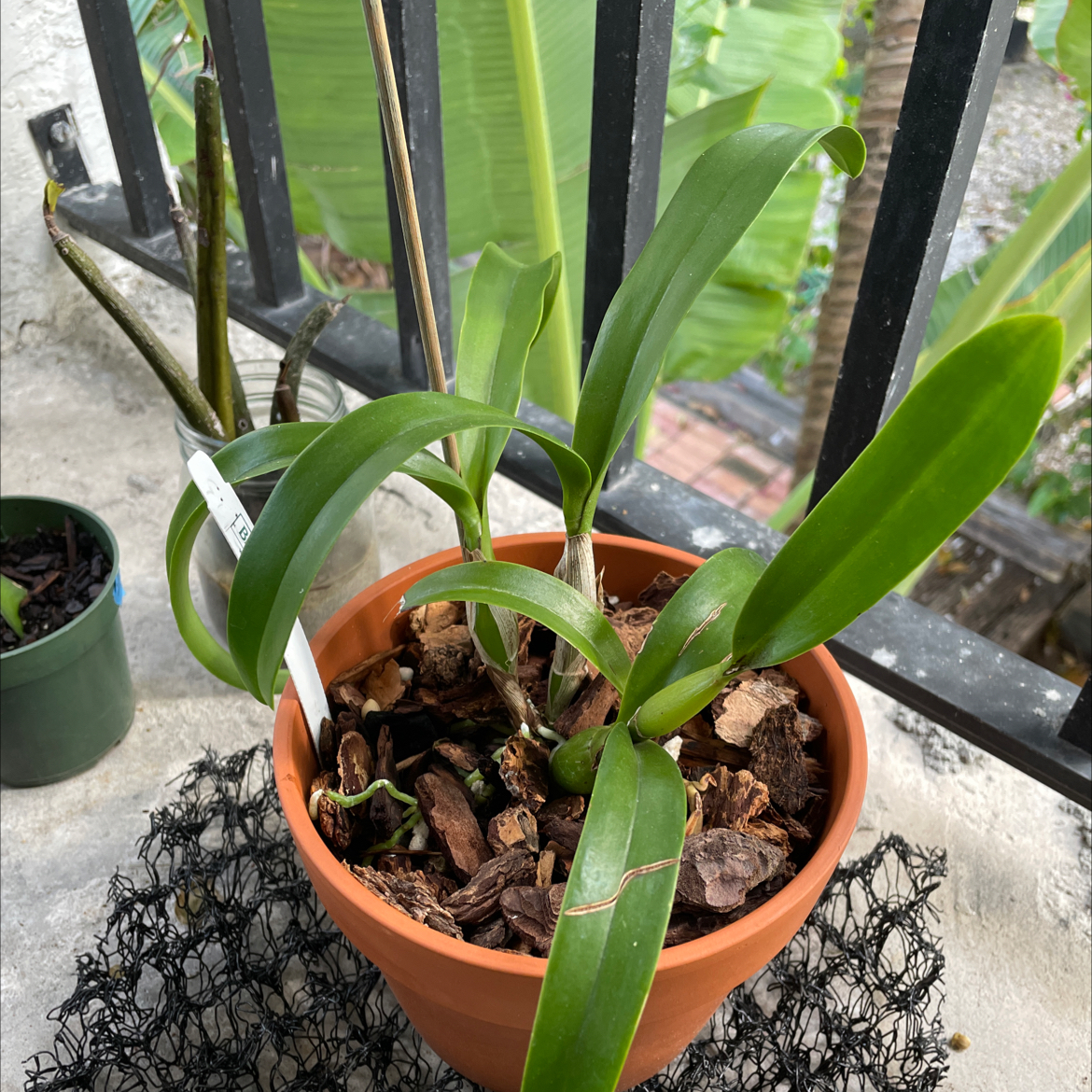 Photo of the plant species jackfowlieara appleblossom 'NN' yellow cattleya orchid by @Addicted2plants named Nithin on Greg, the plant care app