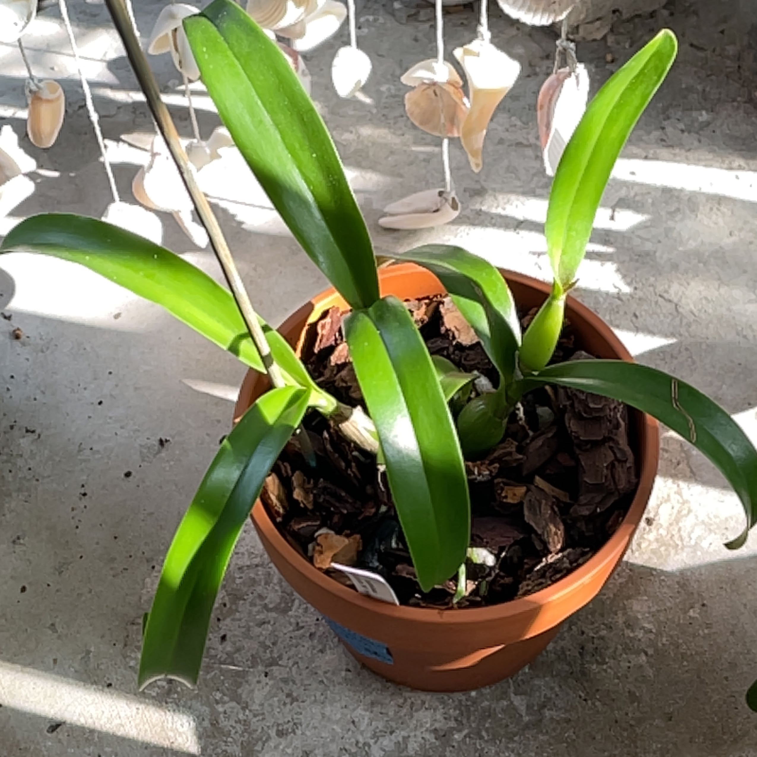 Plant care for Jackfowlieara 'Appleblossom' on Greg, the plant care app