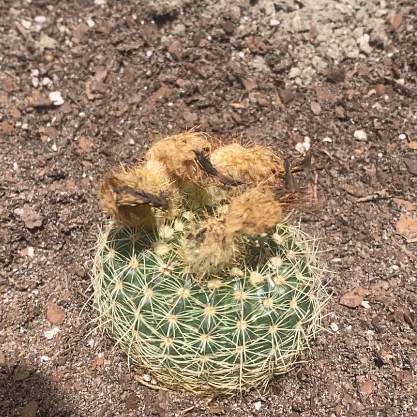 Photo of the plant species Notocactus elegans by @AccordantPandan named Ahsoka on Greg, the plant care app