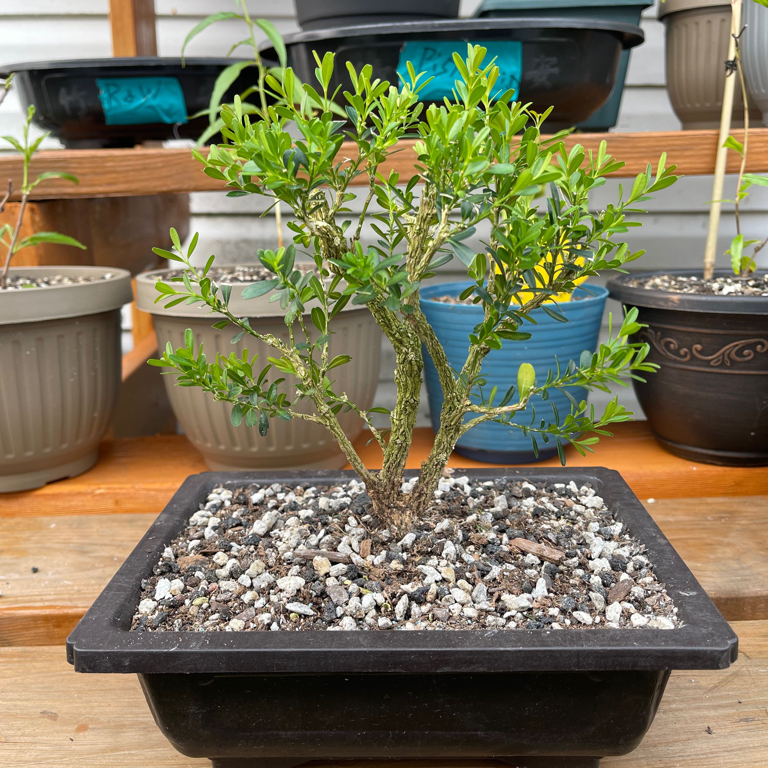 Photo of the plant species Harland Boxwood by @FortunateGengar named Eva on Greg, the plant care app