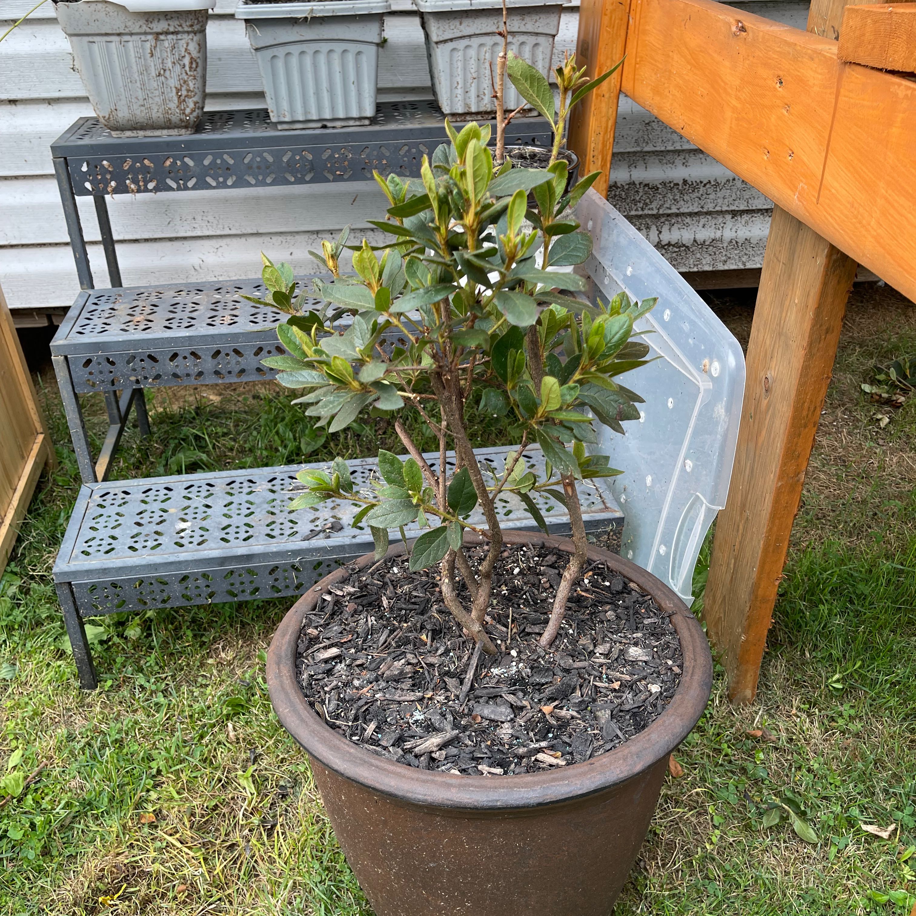 Photo of the plant species Encore Azalea Autumn Twist by @FortunateGengar named Sage on Greg, the plant care app