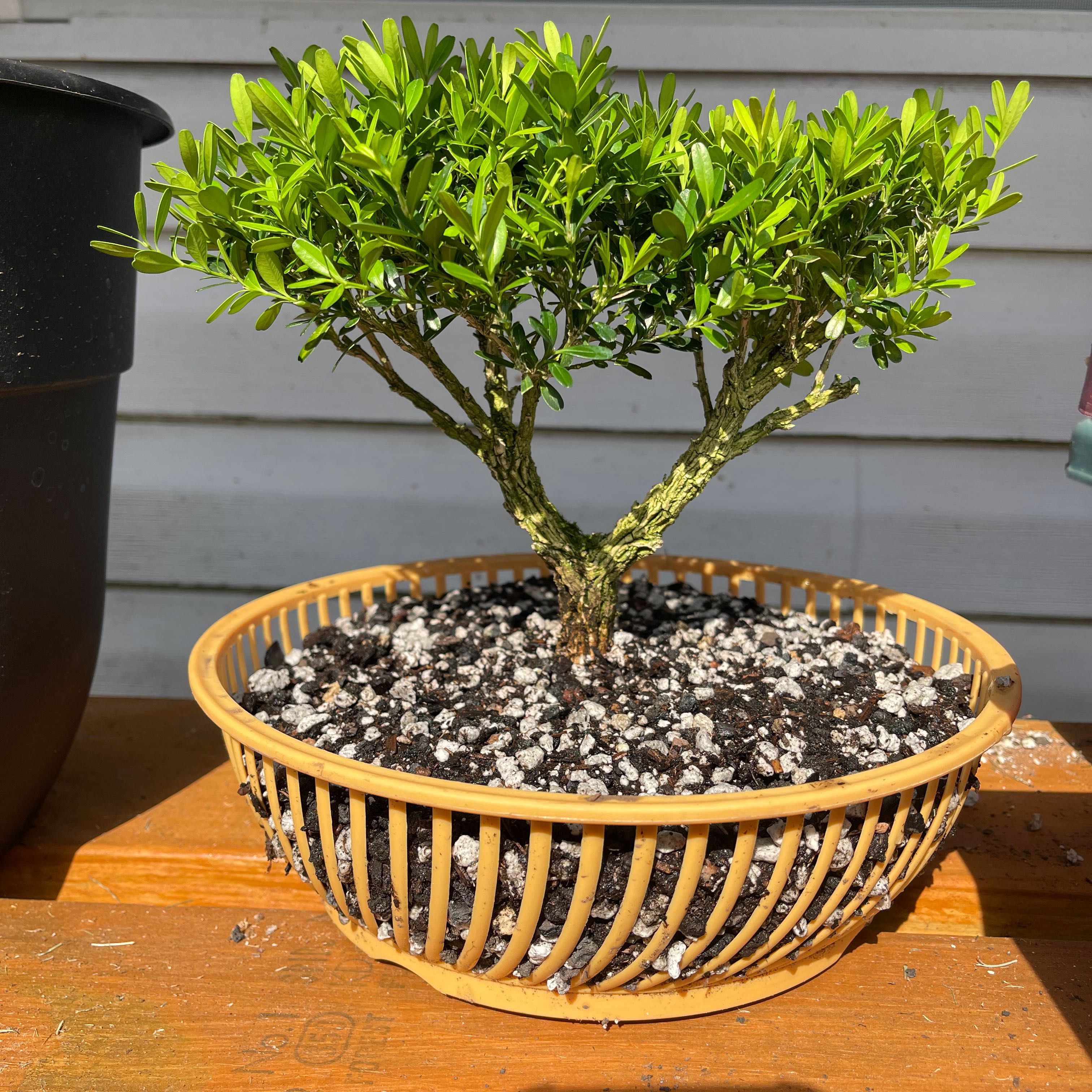 Photo of the plant species Harland Boxwood by @FortunateGengar named Navajo on Greg, the plant care app