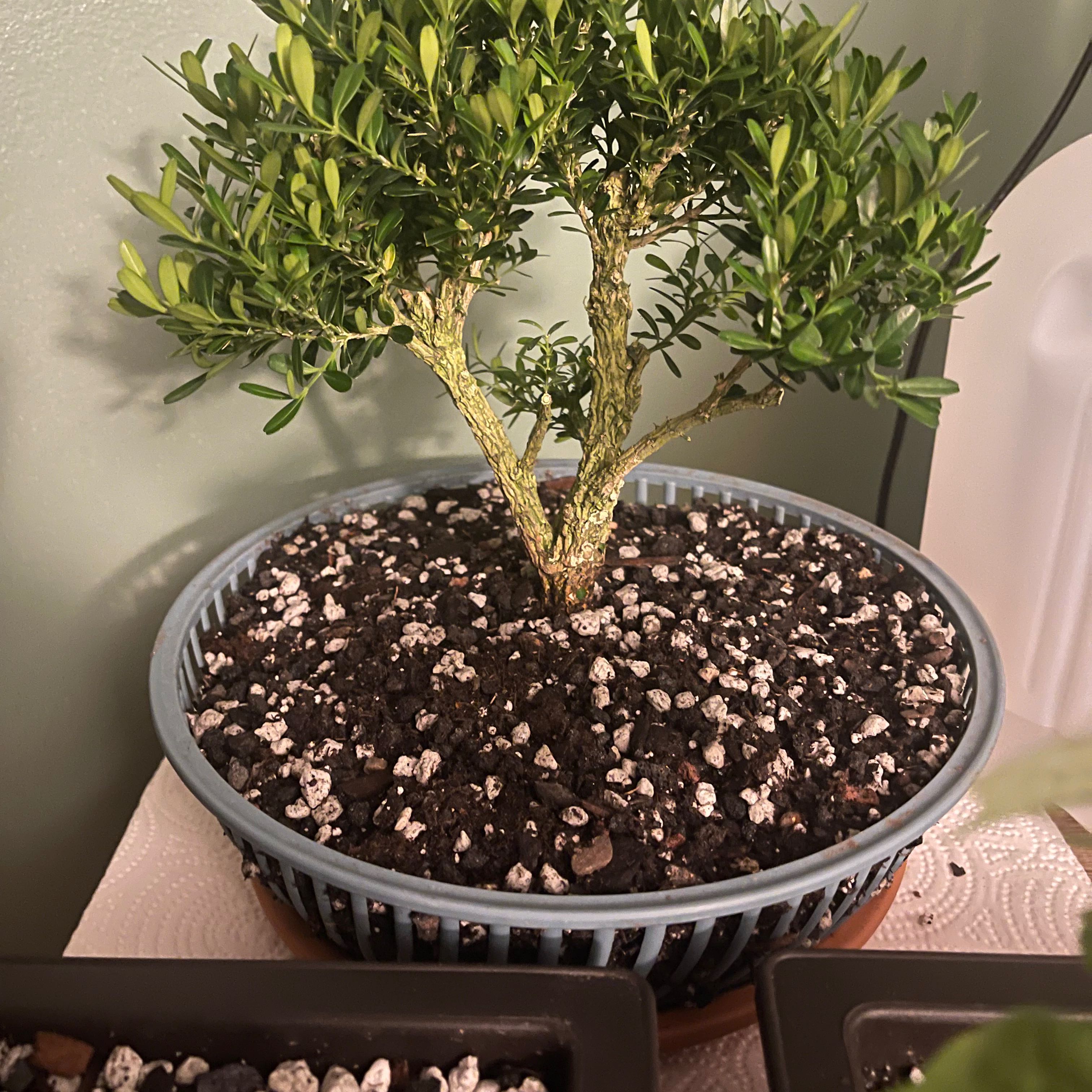 Photo of the plant species Harland Boxwood by @FortunateGengar named Planty on Greg, the plant care app