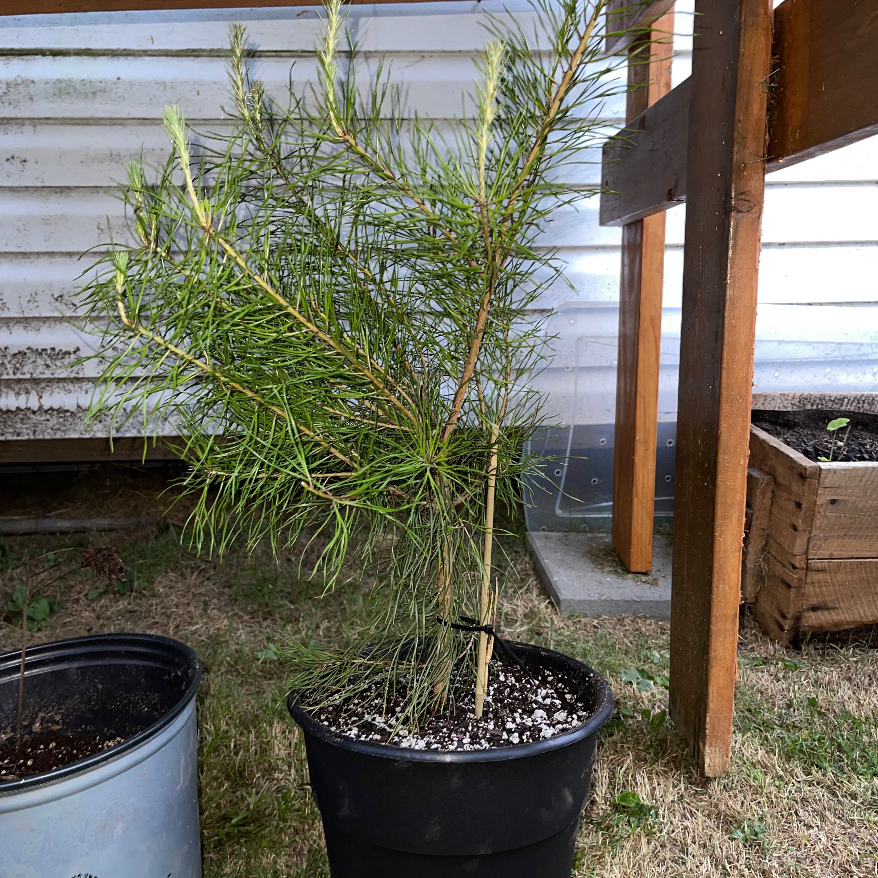 Potted Eastern White Pine plant with thin, needle-like leaves. Background includes a wooden structure.