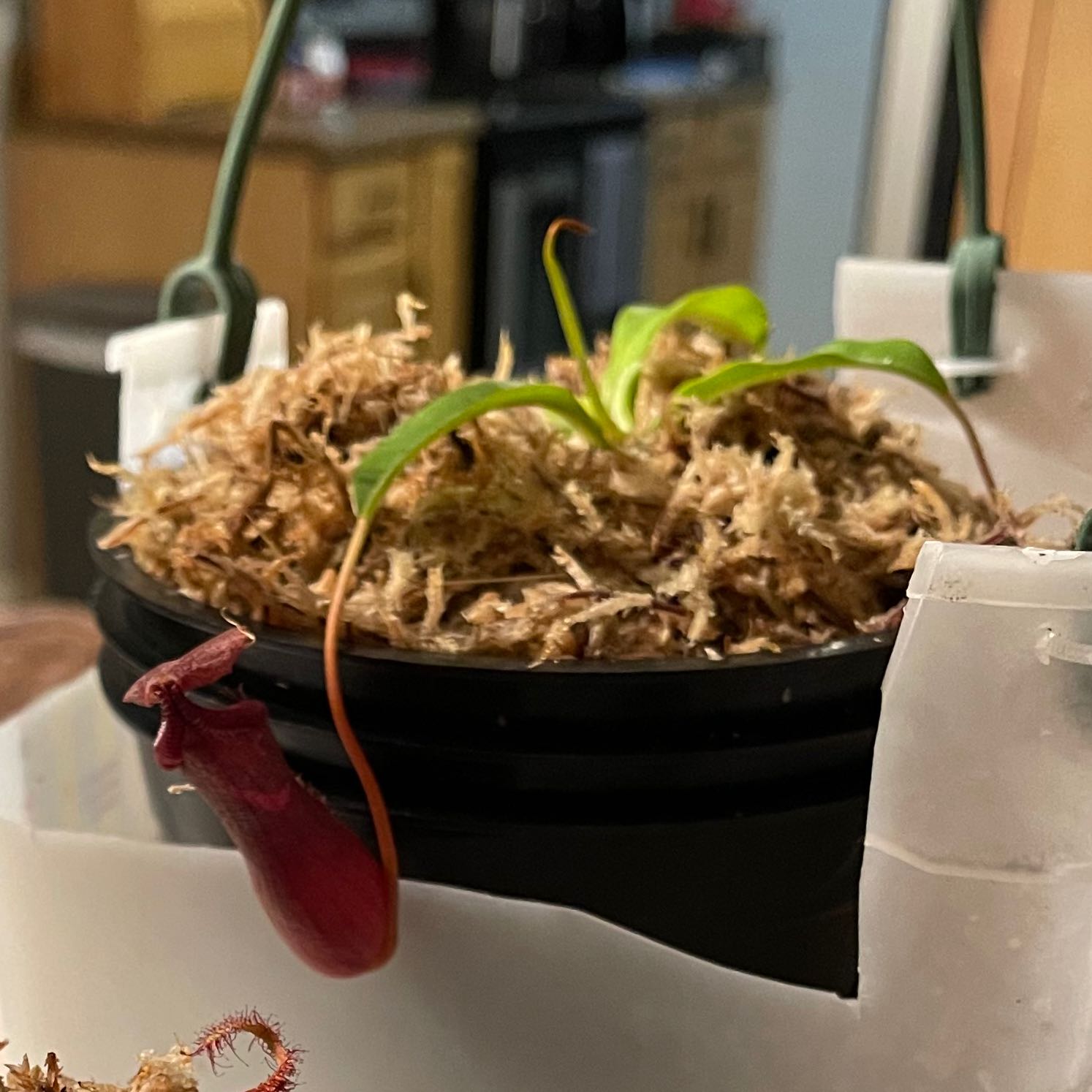 Photo of the plant species Nepenthes 'Bill Bailey' by @FortunateGengar named Shakira on Greg, the plant care app