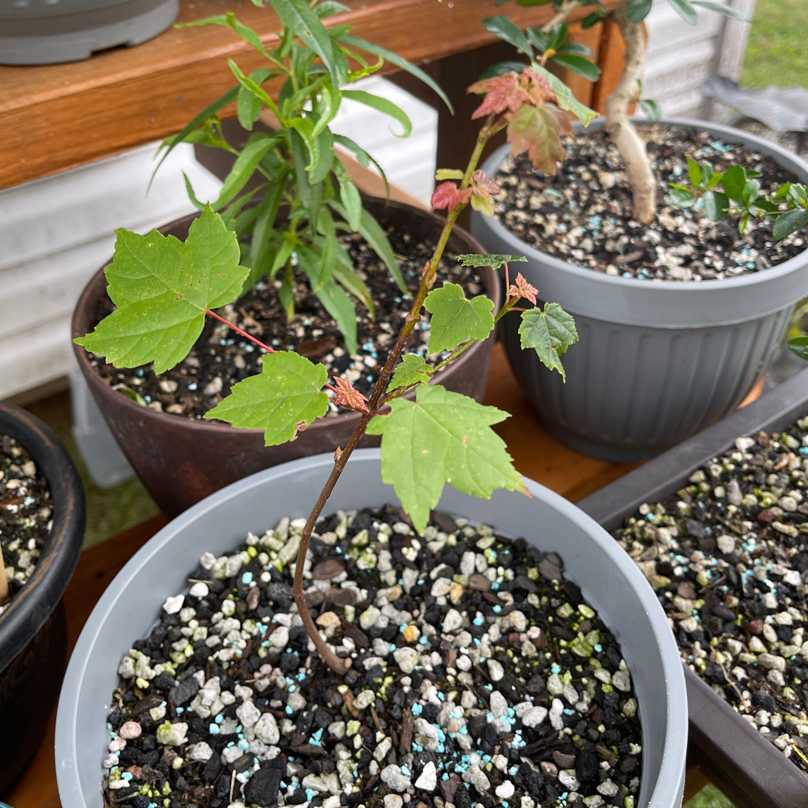 Young Drummond's Maple plant in a pot with visible soil and other plants in the background.