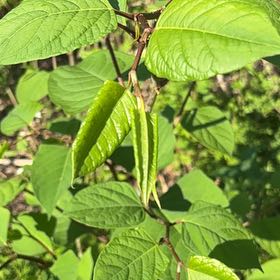 Photo of the plant species Japanese Knotweed by @FlyingEagleclaw named Bodhi on Greg, the plant care app