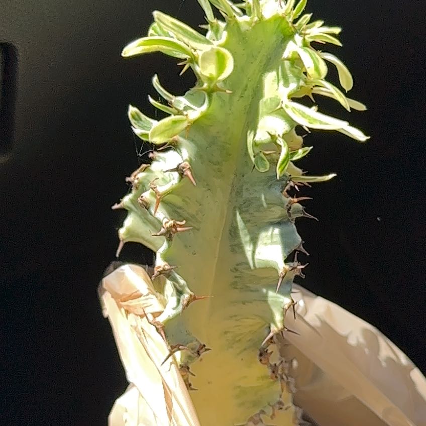 Close-up of a Variegated African Candelabra plant held by a hand.