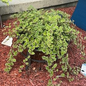 Photo of the plant species Swedish Ivy by @Emma.fraker named Doja Cat on Greg, the plant care app