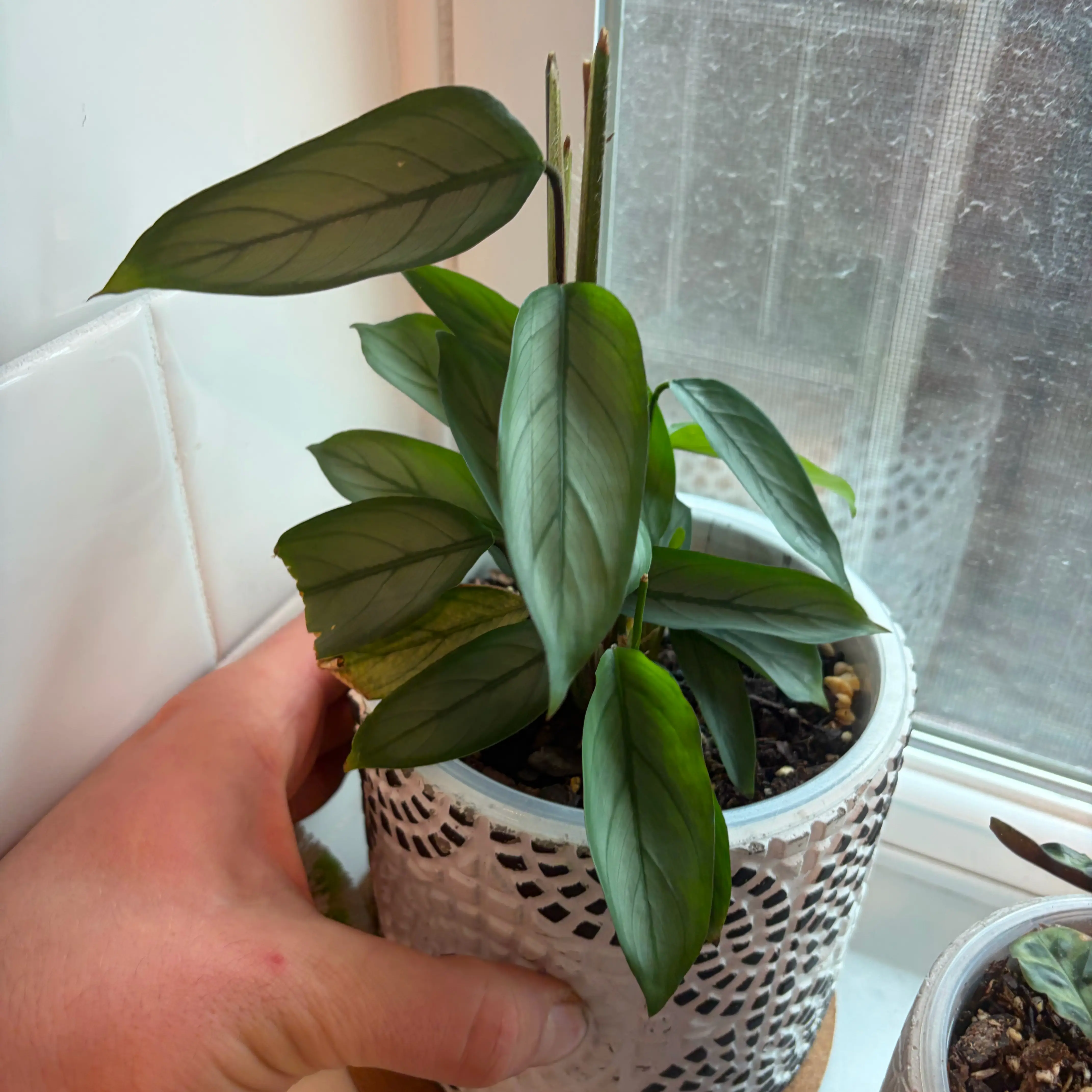 Photo of the plant species Calathea Grey Star by @AlwaysClusia named Harper on Greg, the plant care app