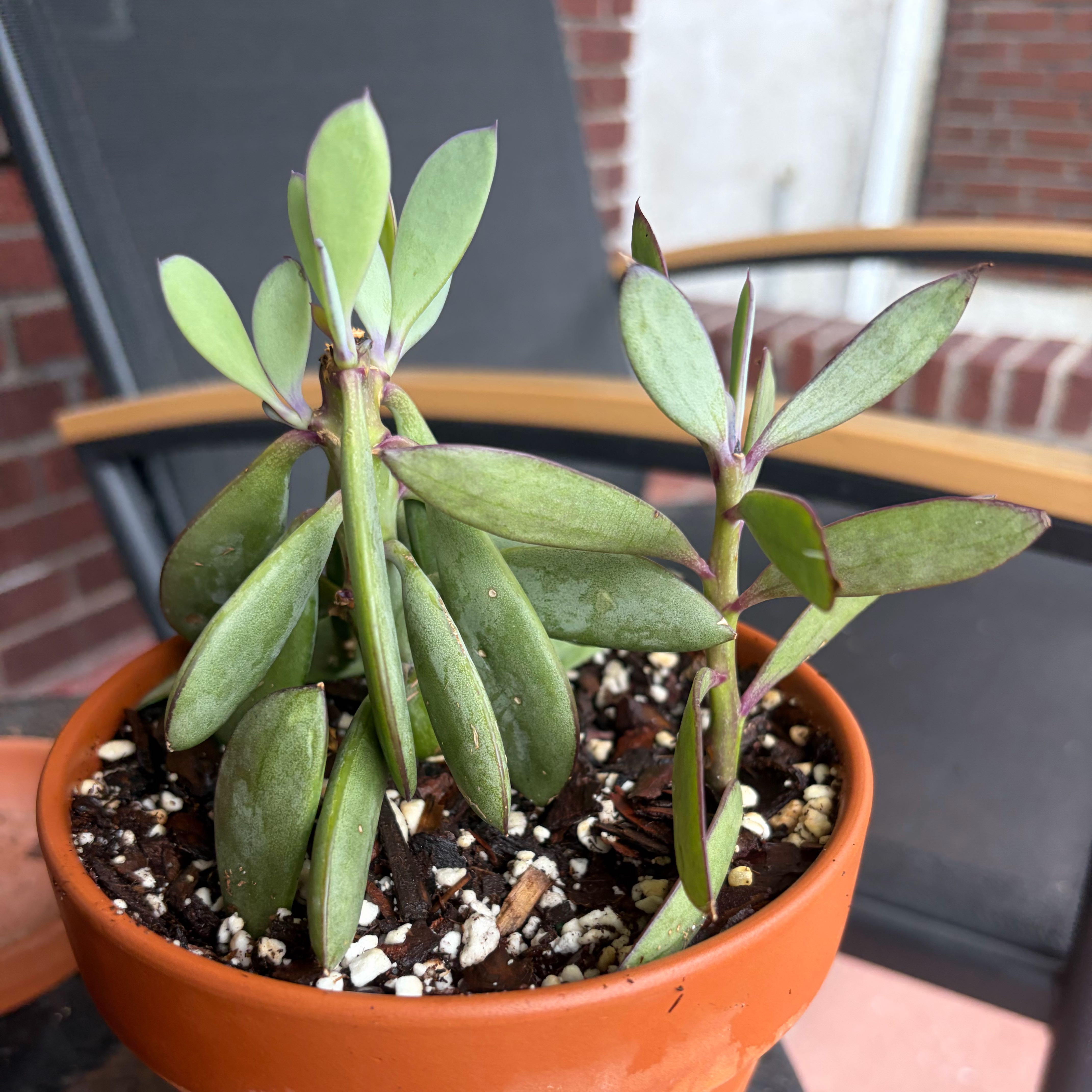 Photo of the plant species Vertical Leaf Senecio by @AlwaysClusia named Ronaldo on Greg, the plant care app