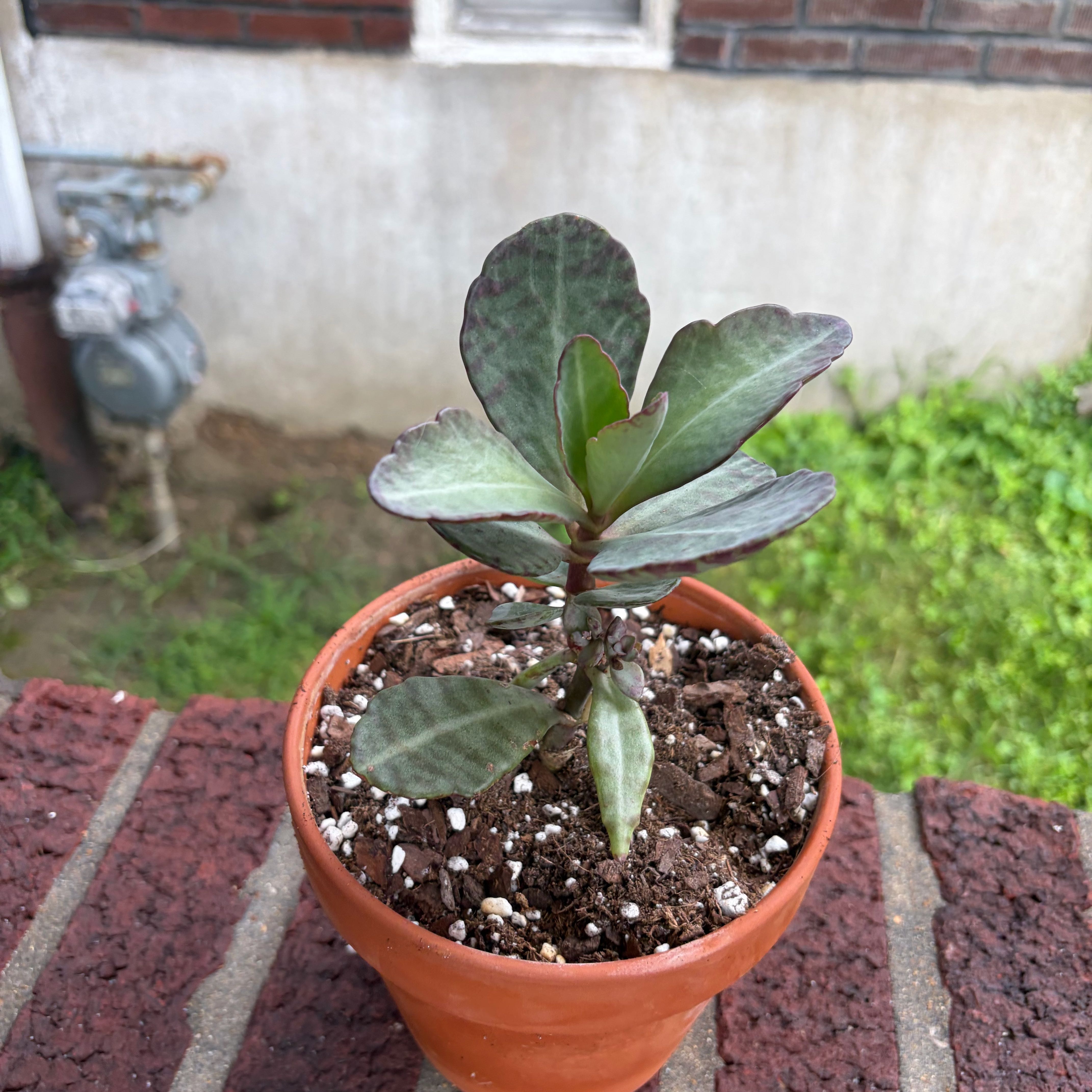 Photo of the plant species Kalanchoe 'Desert Surprise' by @AlwaysClusia named Darwin on Greg, the plant care app