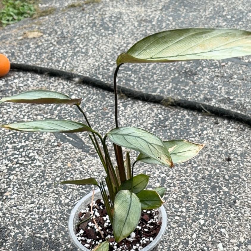 Photo of the plant species Calathea Grey Star by @AlwaysClusia named Girlfrond on Greg, the plant care app