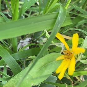 Photo of the plant species Smooth Oxeye by @Poohbearhippie named Mollie on Greg, the plant care app