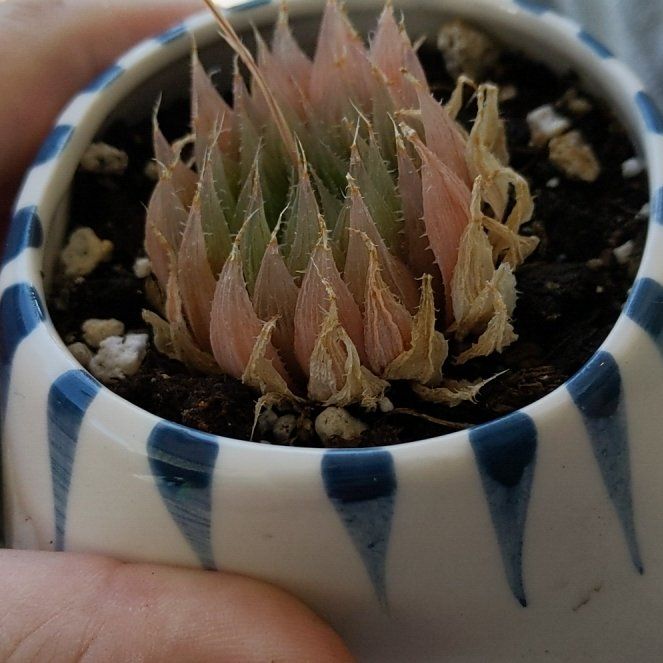 Photo of the plant species Glassrim Haworthia by @TopdogFeverfew named Hawthoria mucronata on Greg, the plant care app