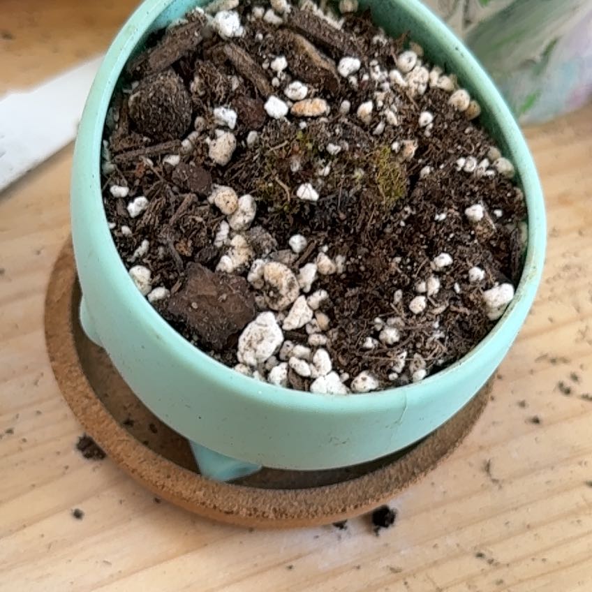 Plant care for Dente Fly Trap on Greg, the plant care app