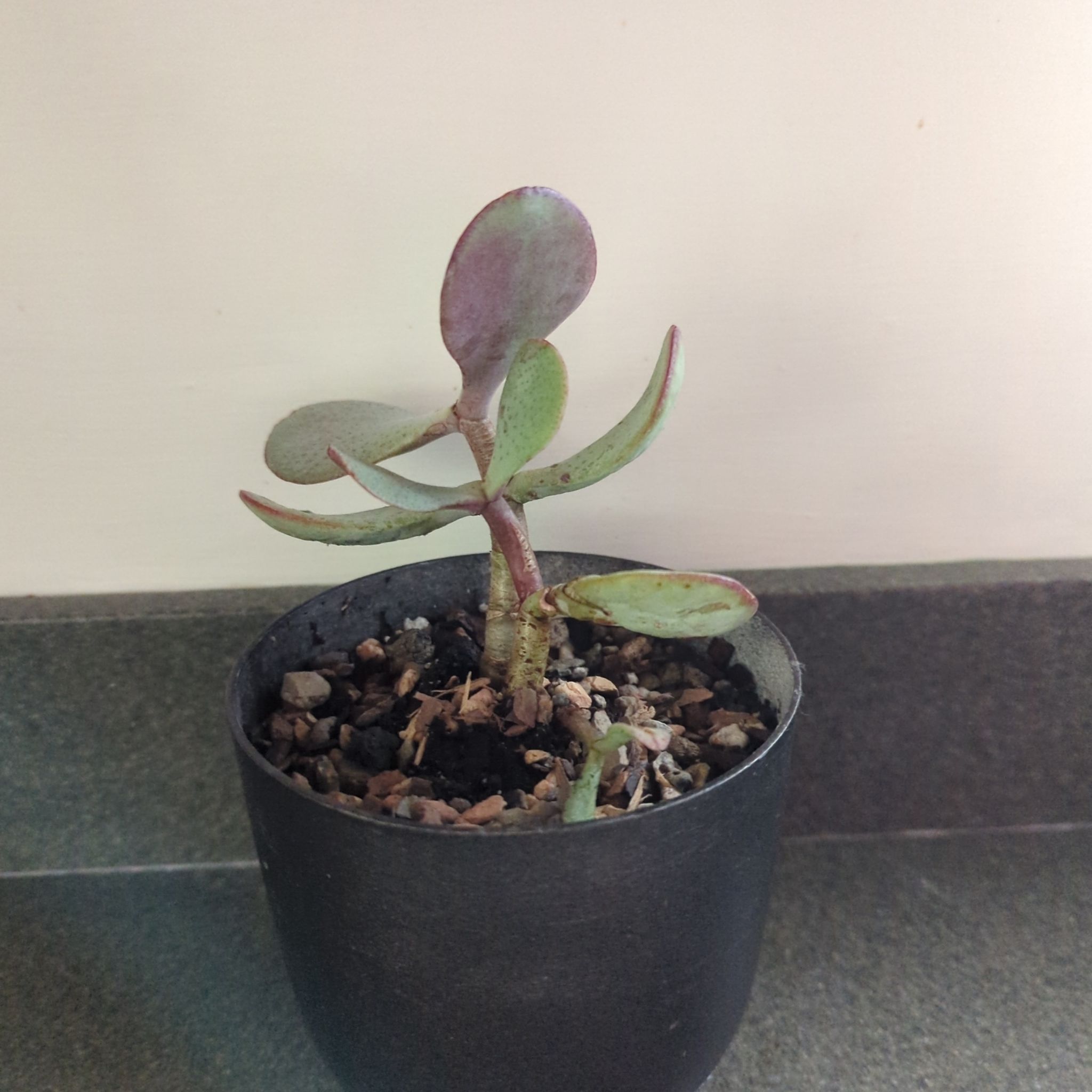 Photo of the plant species Chinese Jade by @KnightCyclamen named Caruso on Greg, the plant care app