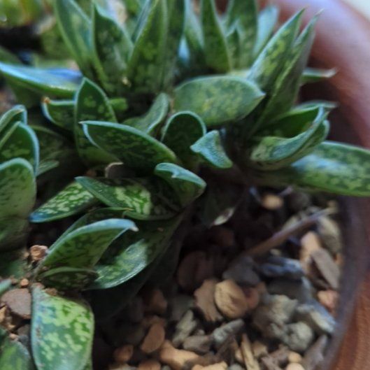 Photo of the plant species Cattle Tongue by @KnightCyclamen named Bessie on Greg, the plant care app