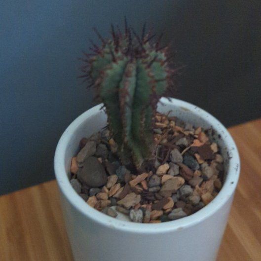 Photo of the plant species African Milk Barrel by @KnightCyclamen named Sonora on Greg, the plant care app