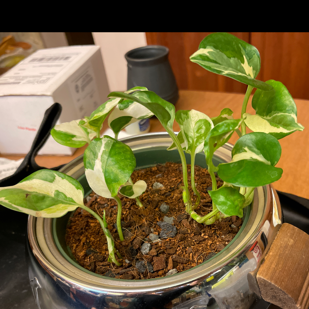 Glacier Pothos plant in a pot with visible soil and healthy variegated leaves.