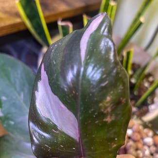 Pink Princess Philodendron plant in Jackson, Wisconsin