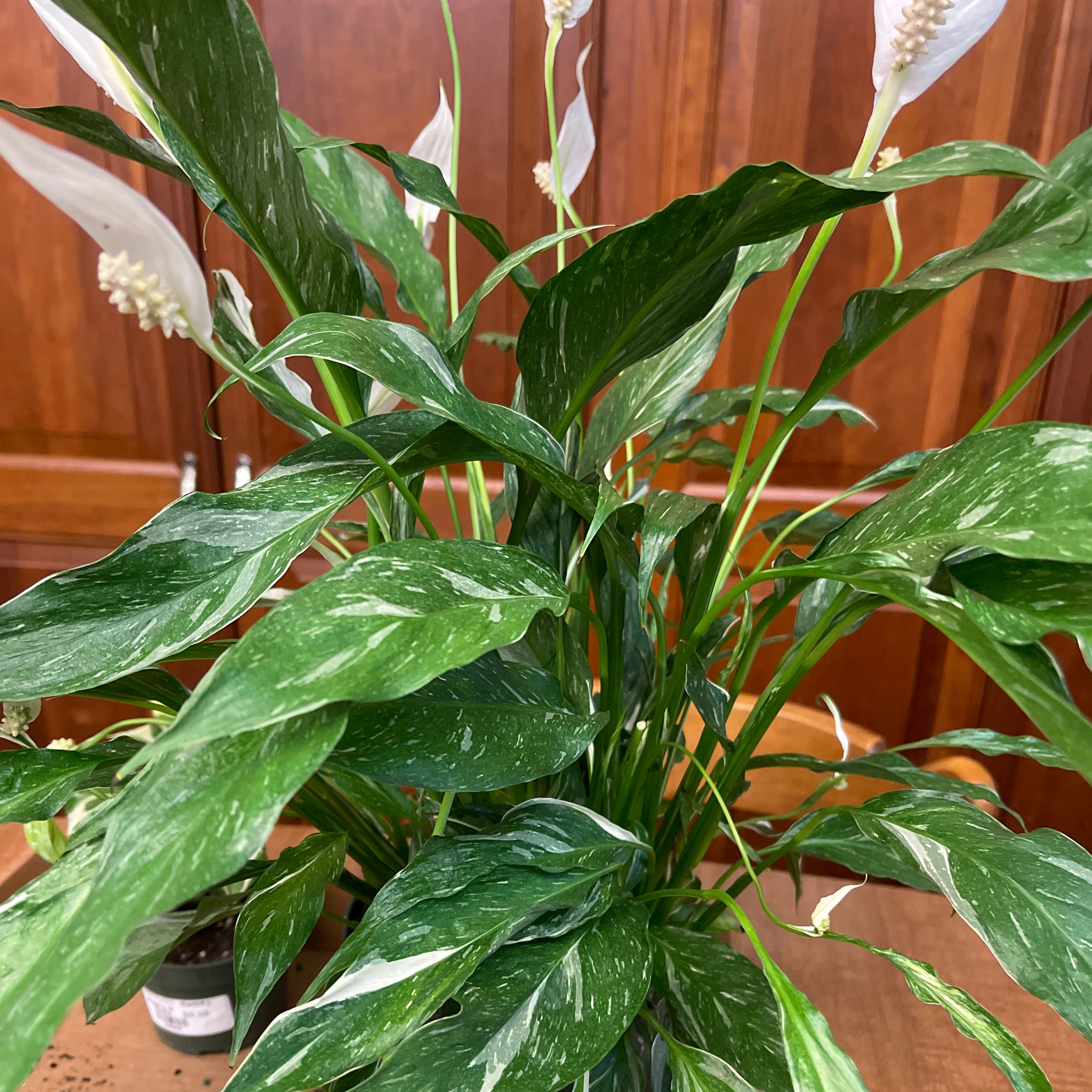 Domino Peace Lily with variegated leaves and white flowers, appears healthy.
