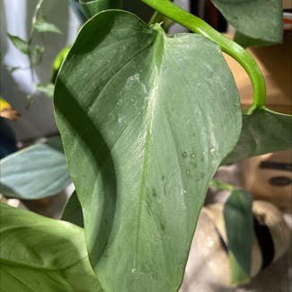 Silver Sword Philodendron plant in Jackson, Wisconsin