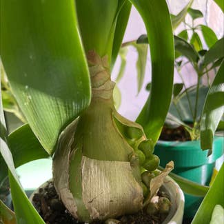 Pregnant Onion plant in Jackson, Wisconsin