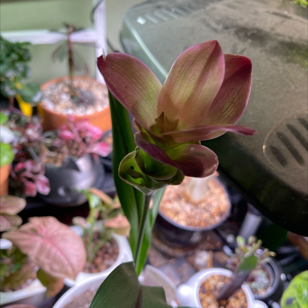 Siam tulip with a prominent flower, surrounded by other plants.