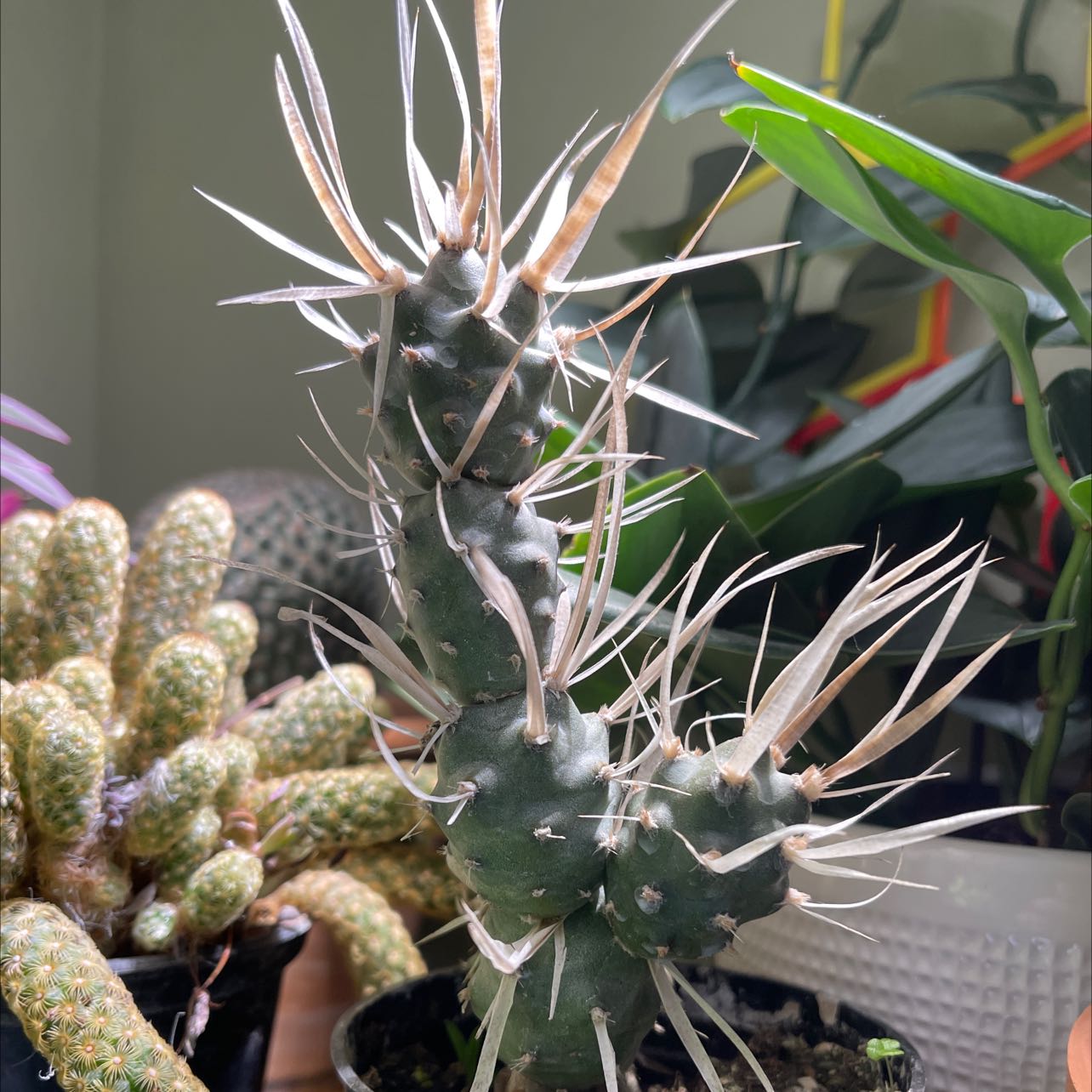 Paper Spine Cactus with prominent spines, well-framed and healthy.