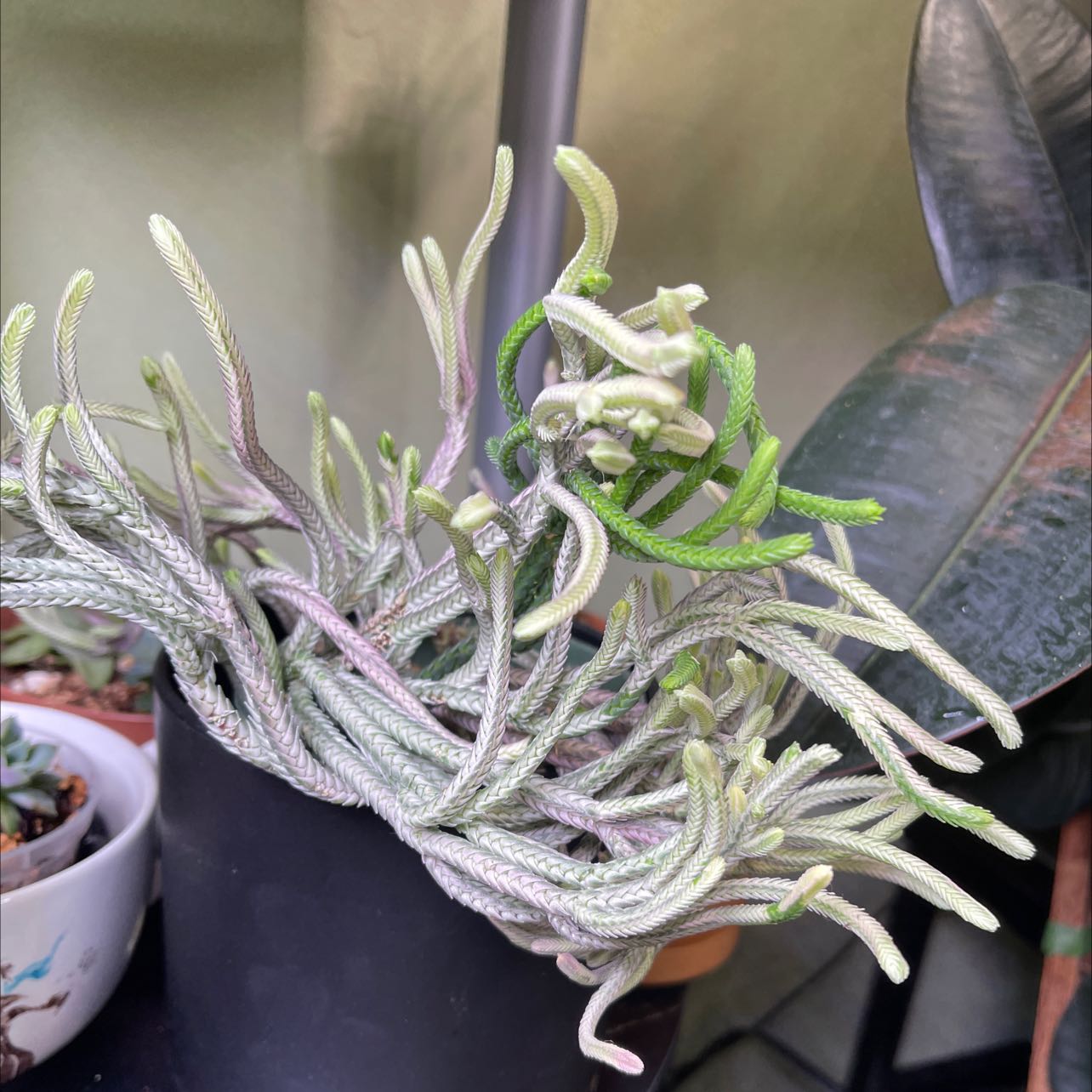 Small Ballmoss plant with long, thin, curly leaves in a pot, another plant in the background.