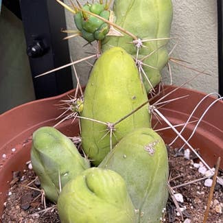 Penis cactus plant in Jackson, Wisconsin