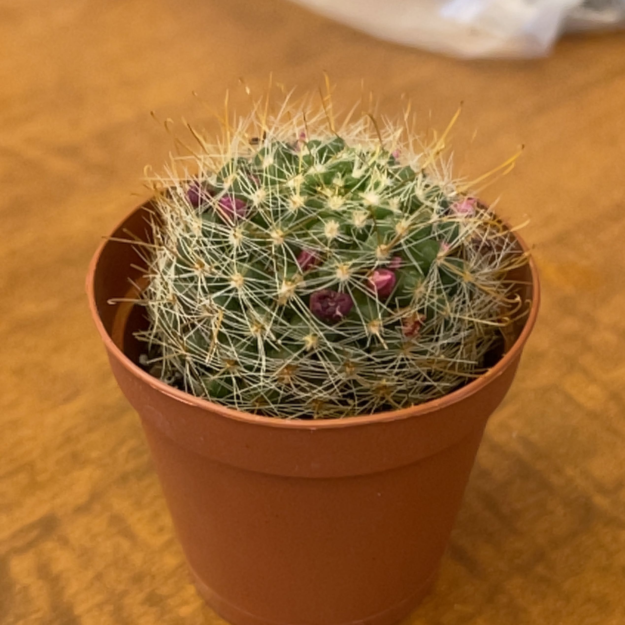 A small, healthy Simpson Hedgehog Cactus in a terracotta pot, with dense green globular shape covered in short spines.