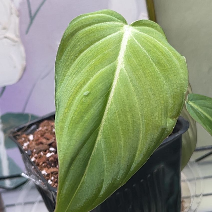 Philodendron 'Glorius' leaf in a pot with visible soil, well-framed and in focus.